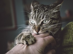 猫で気をつけるべき行動の変化 