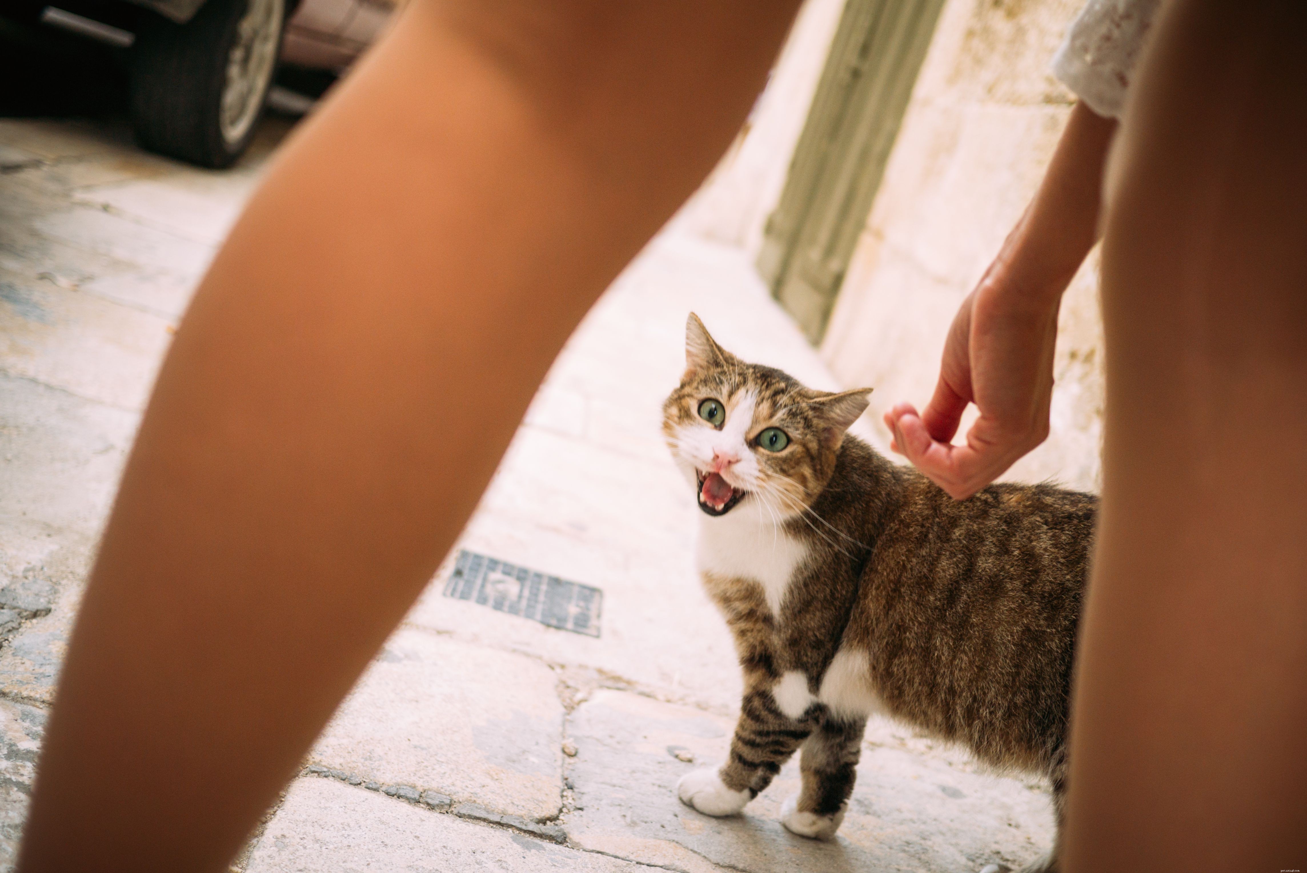 Changements de comportement à surveiller chez les chats