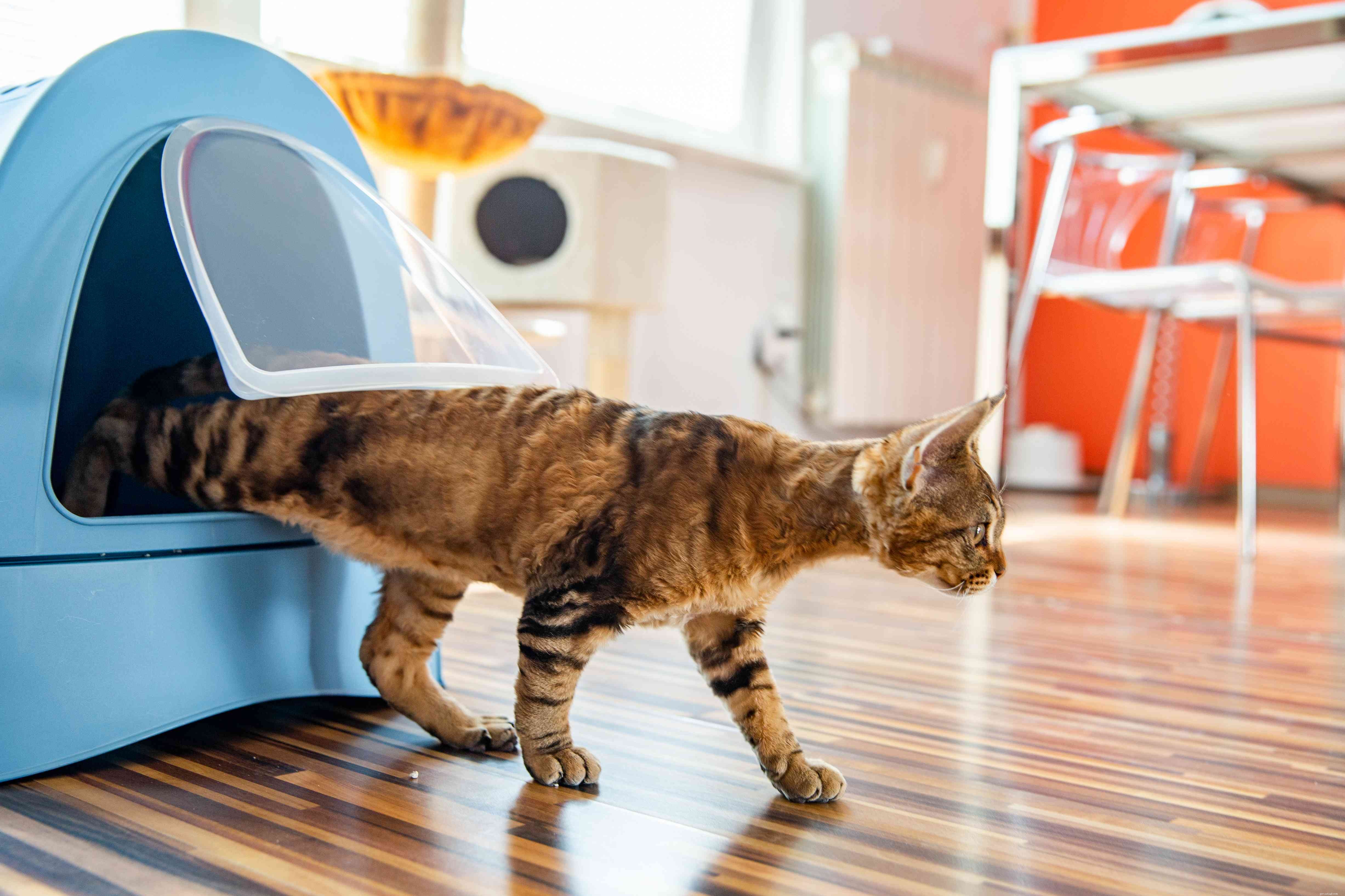 Comment résoudre les problèmes de comportement liés au bac à litière pour chat