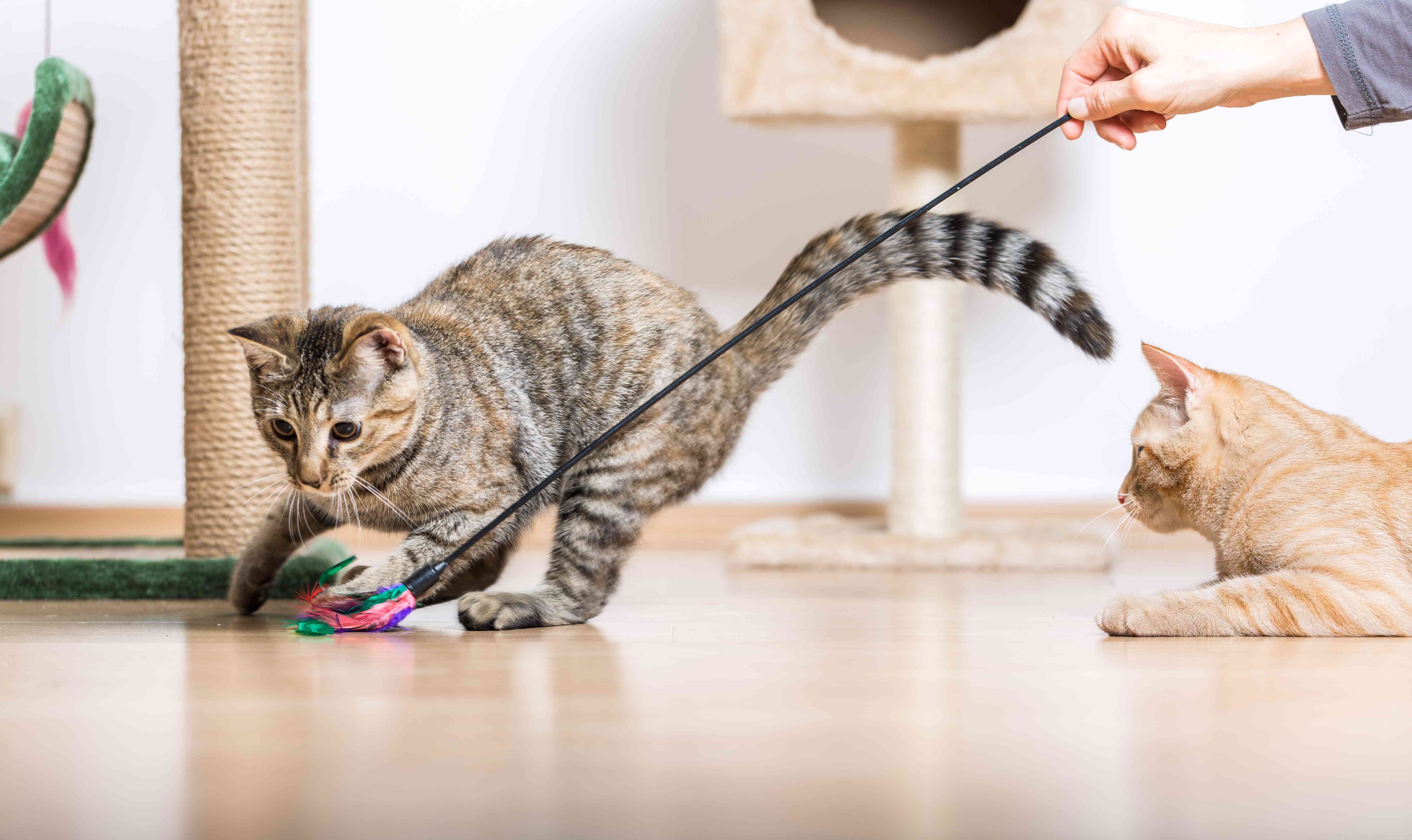 Jak vyřešit problémy s chováním kočičí podestýlky