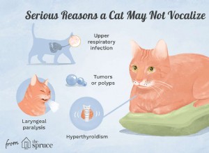 Razões pelas quais um gato não mia