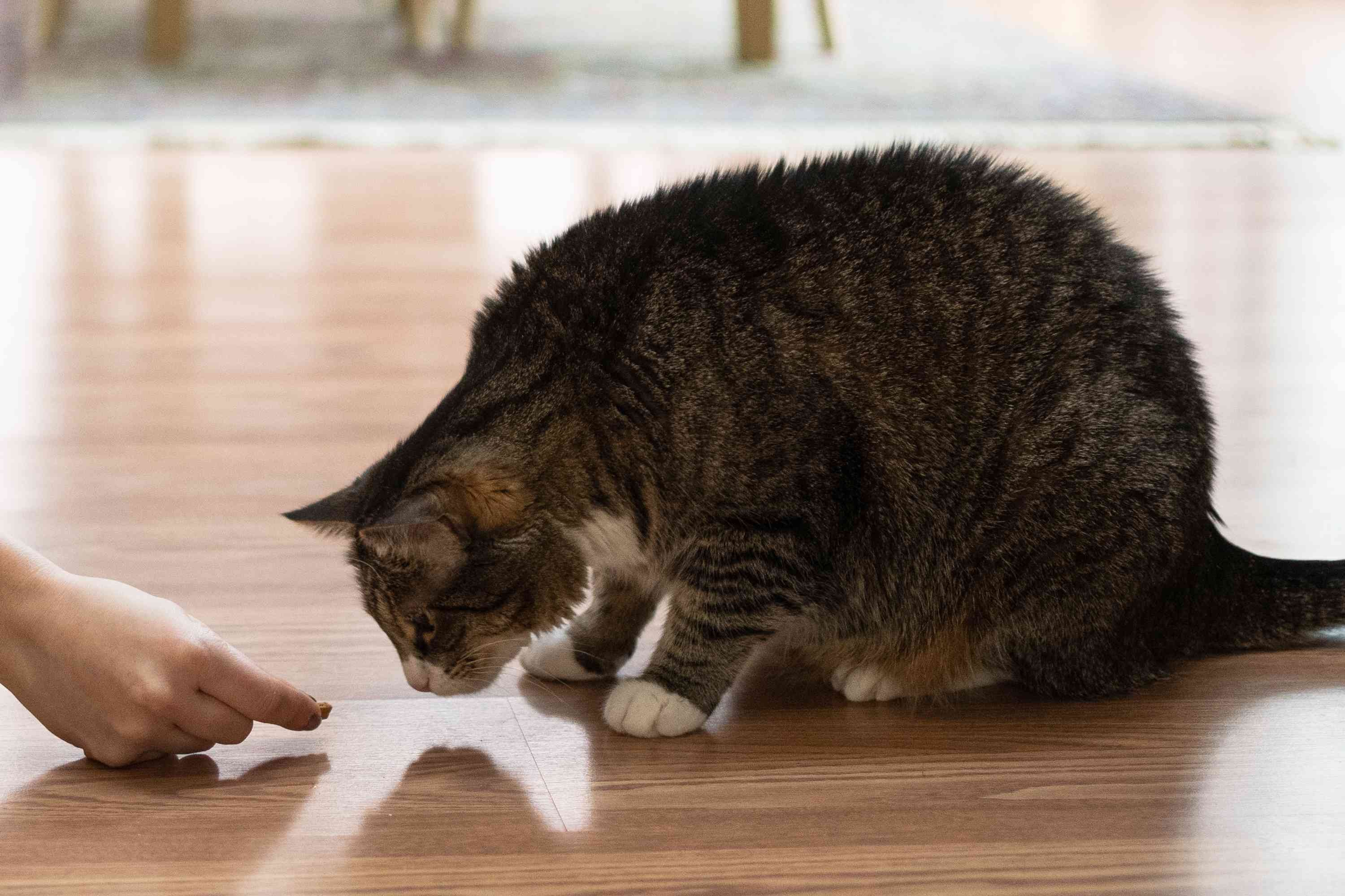 Jak se vypořádat s dominantním a dotěrným chováním koček