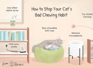 Как остановить деструктивное жевание у кошек
