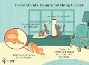 Jak zabránit kočce, aby poškrábala koberec