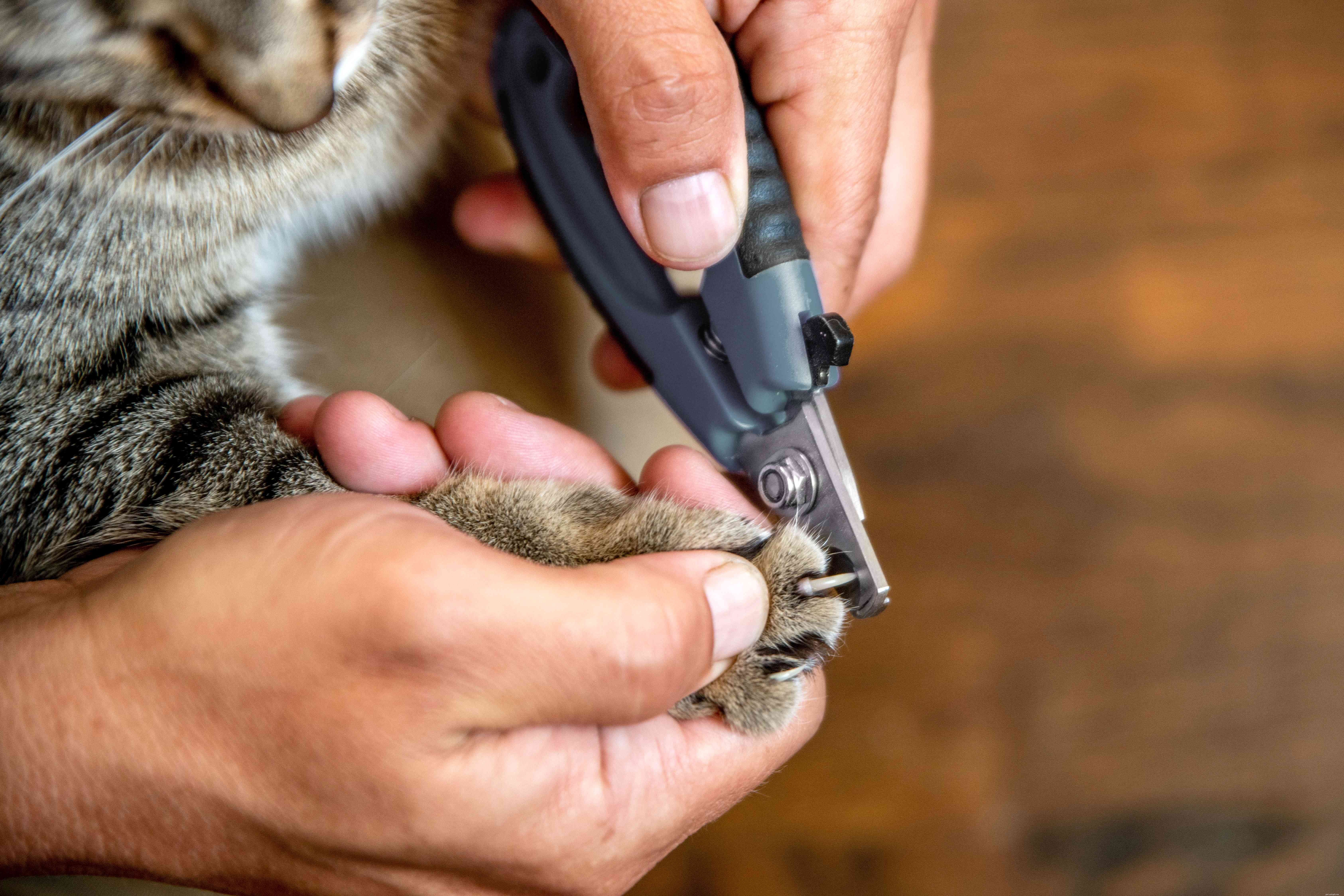 Comment empêcher les chats de mordre et de griffer