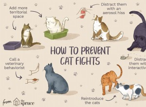 Como parar a agressão entre gatos