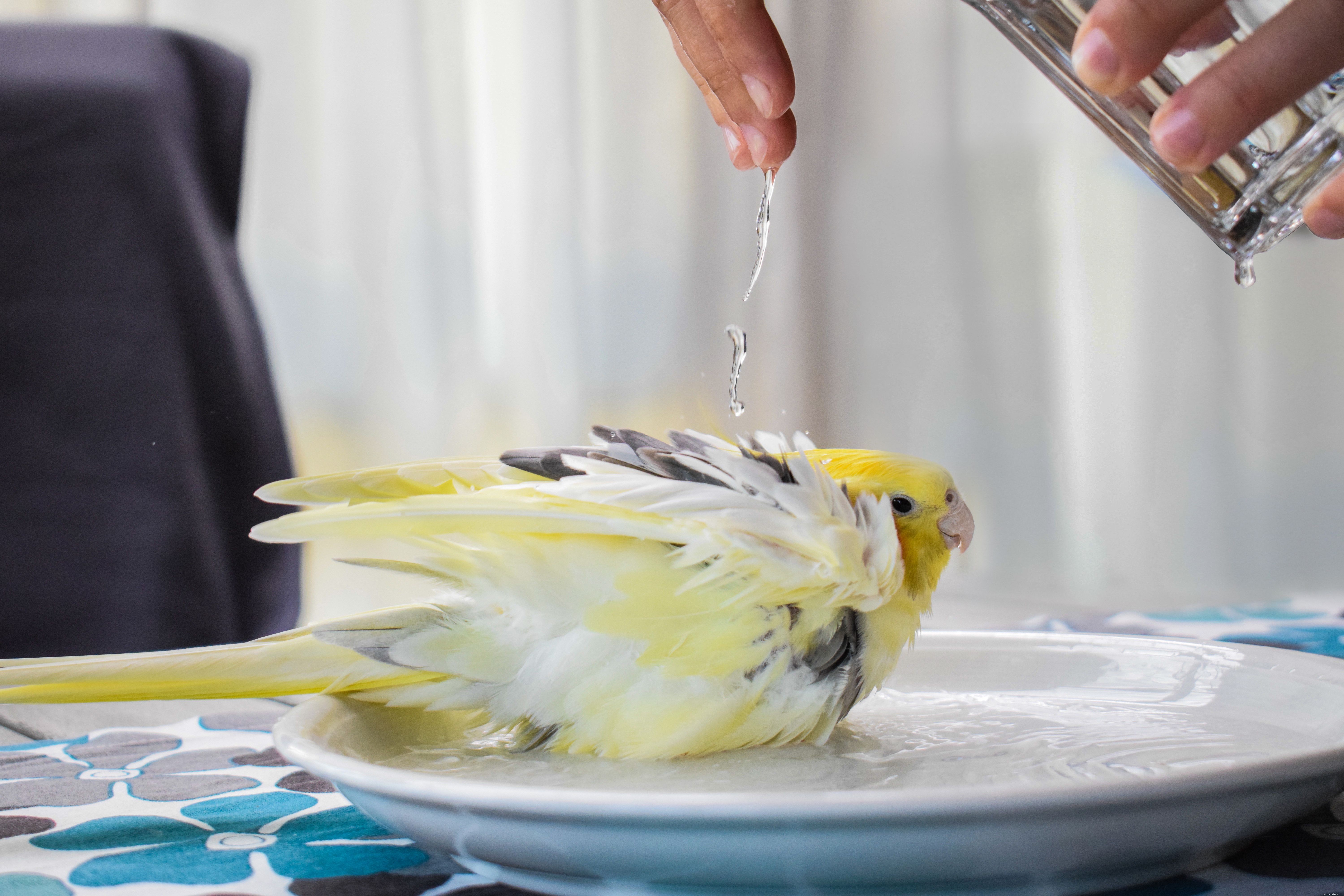Fare il bagno al tuo uccellino