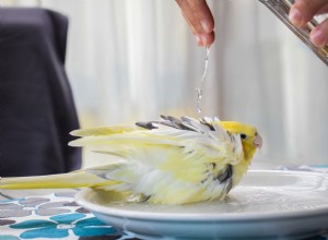 Je vogel in bad doen