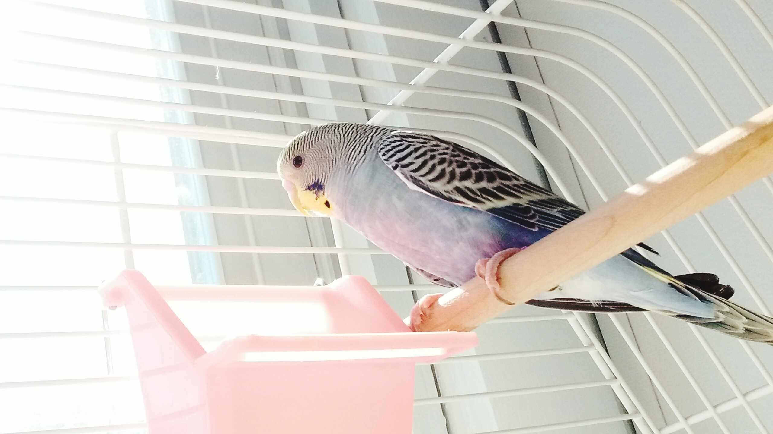 Nettoyer votre cage à oiseaux