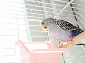 Nettoyer votre cage à oiseaux