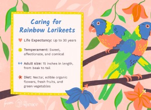 Regenbooglori:kenmerken en verzorging van soorten