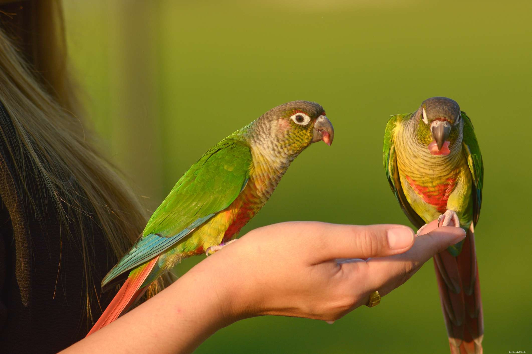 Comprar seu primeiro pássaro de estimação requer pesquisa e educação com antecedência