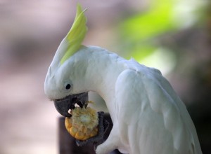 Nutrição de papagaios 101