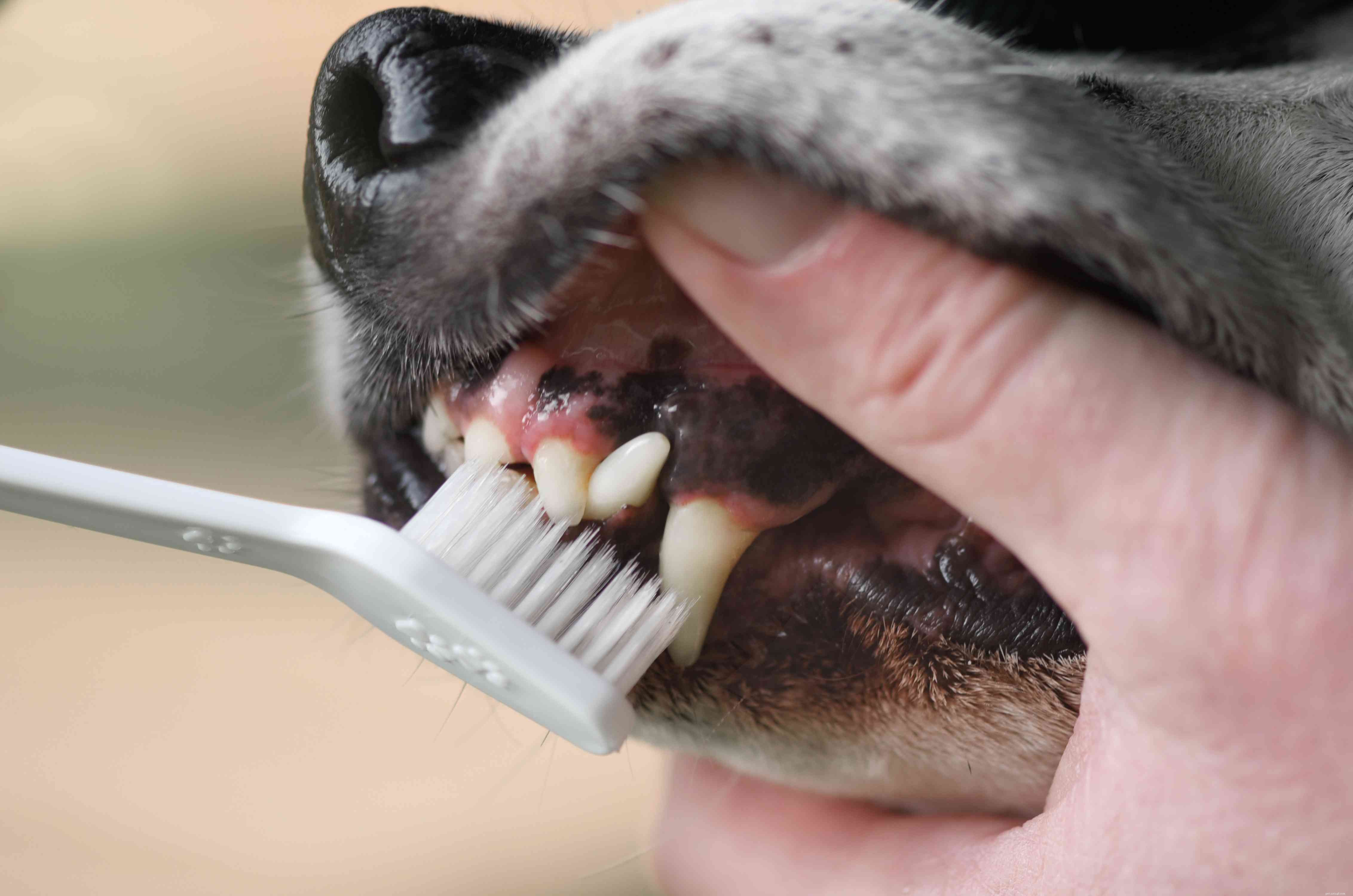 Co znamená barva dásní vašich psů