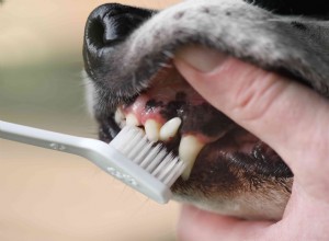 O que significa a cor das gengivas do seu cachorro