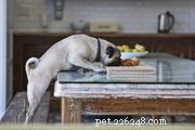 Les chiens peuvent-ils manger des flocons d avoine ?
