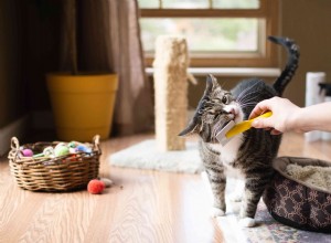 Como manter sua casa limpa com animais de estimação dentro de casa