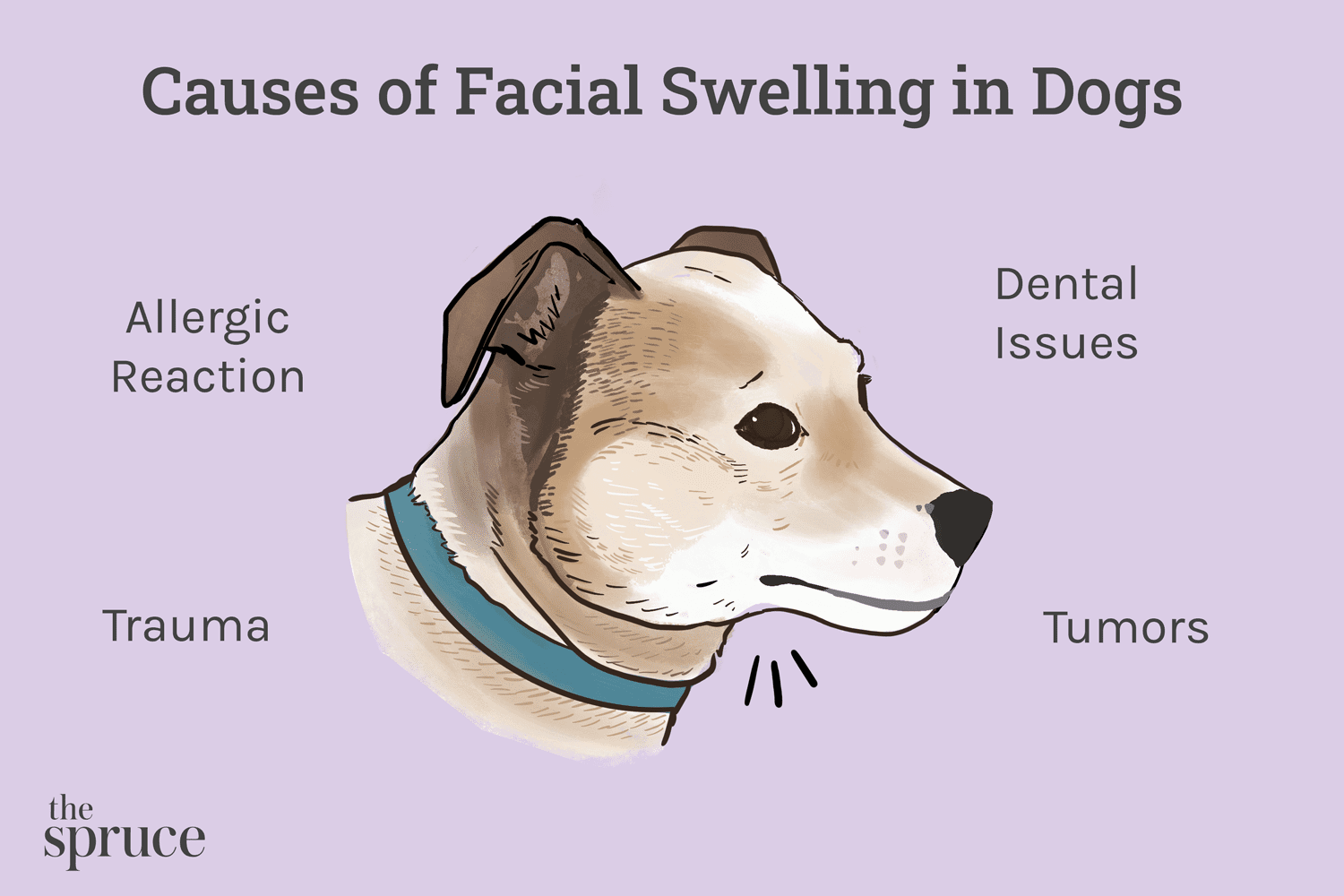 Gonfiore facciale nei cani