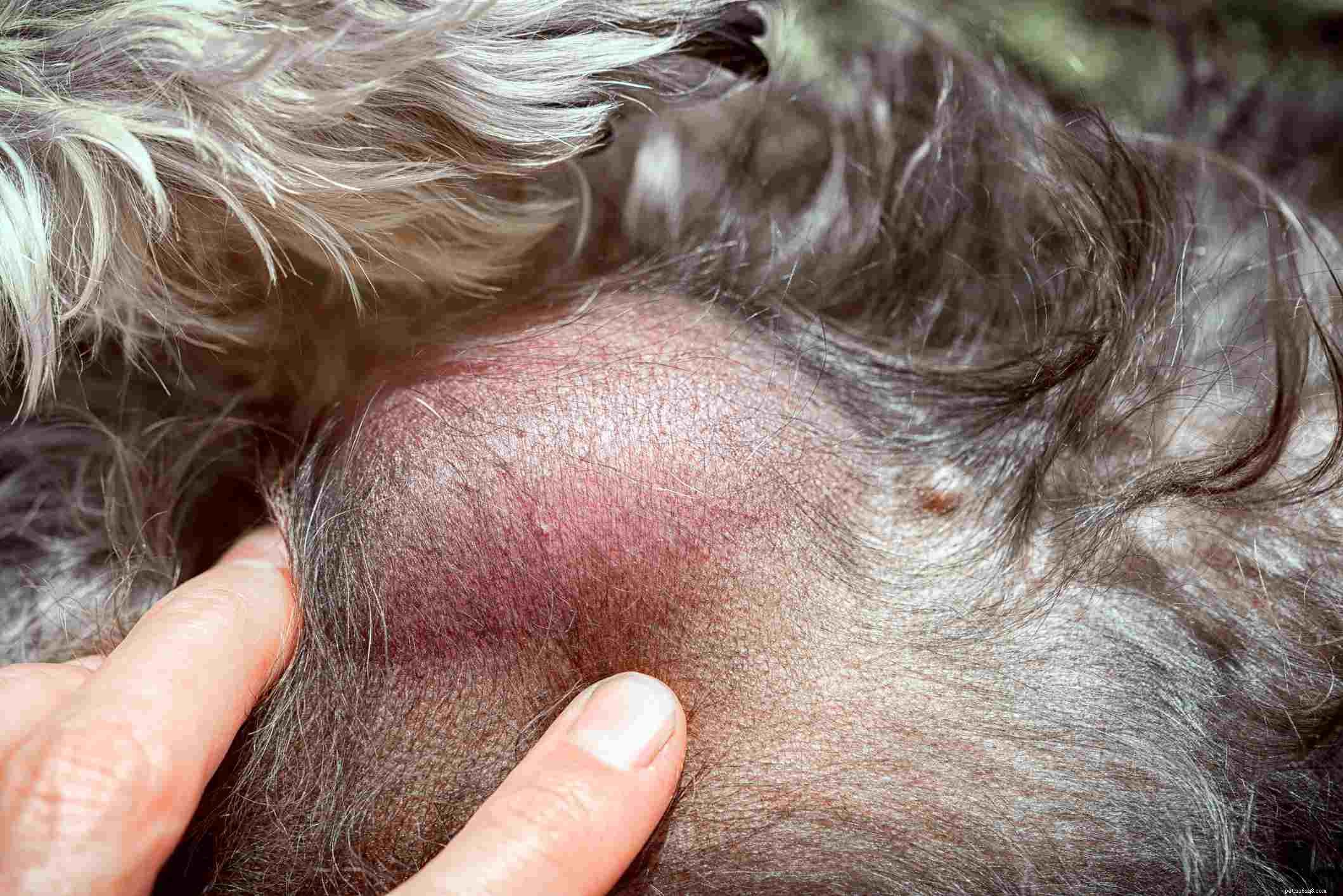 Hudcancer hos hundar