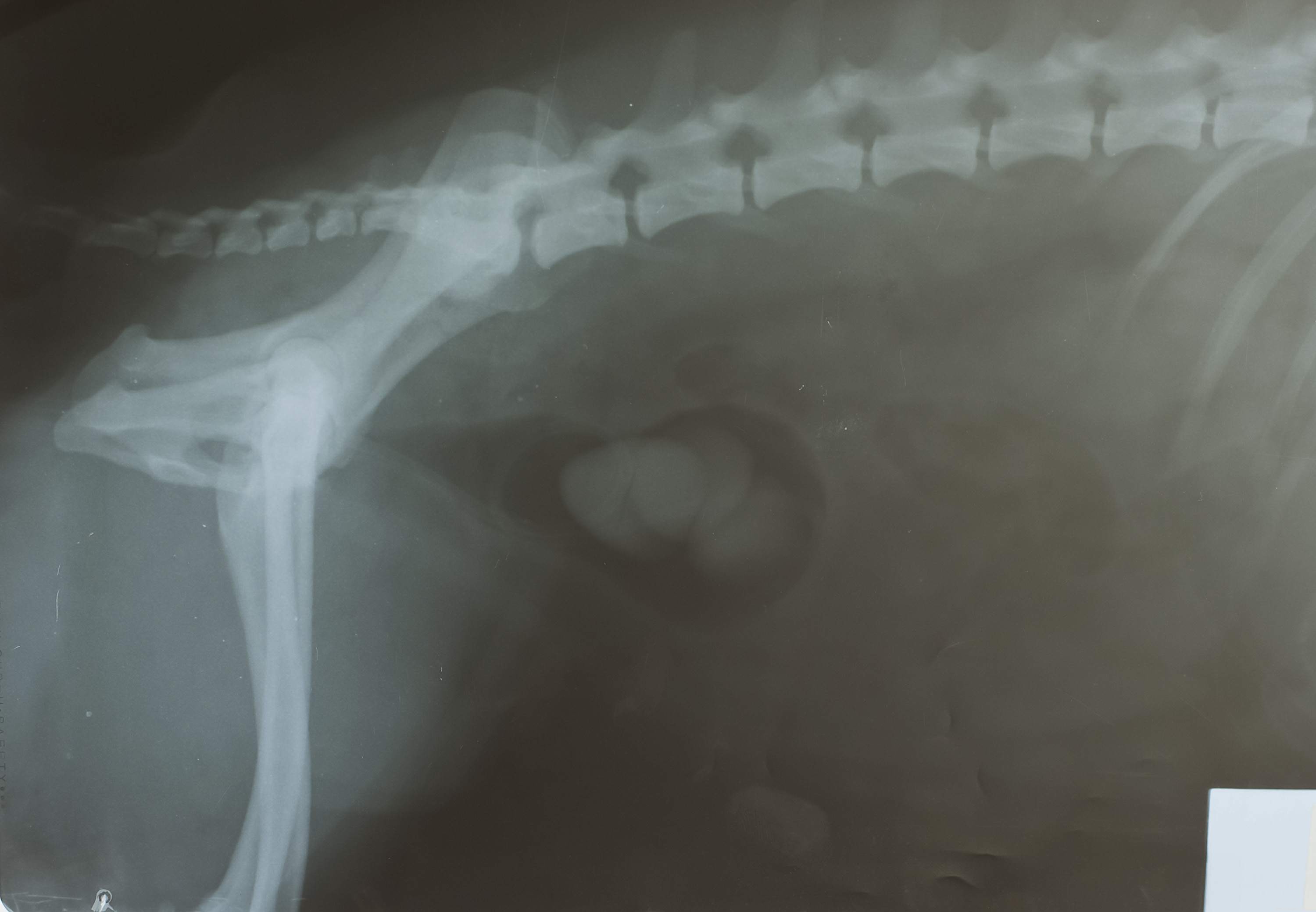 犬の膀胱結石 