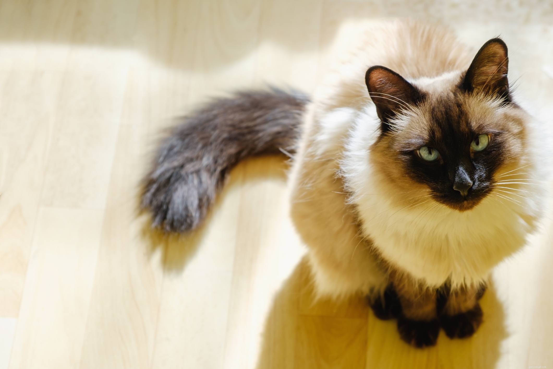 Gatto balinese (siamese a pelo lungo):profilo della razza felina