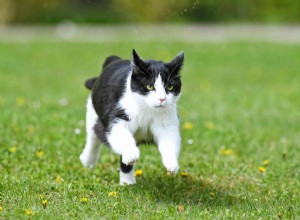 15 unieke mannelijke kattennamen