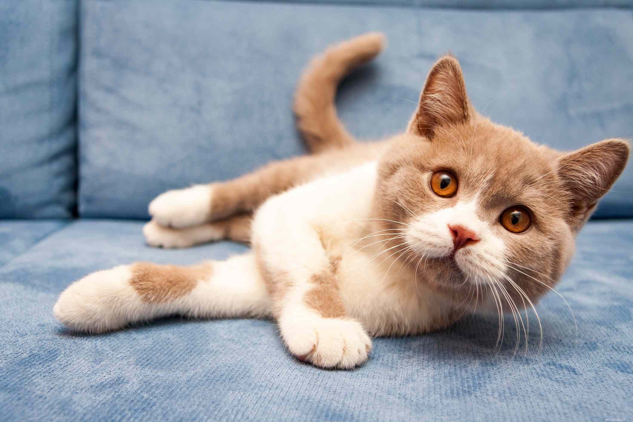 Британская короткошерстная (британская голубая):описание породы кошек