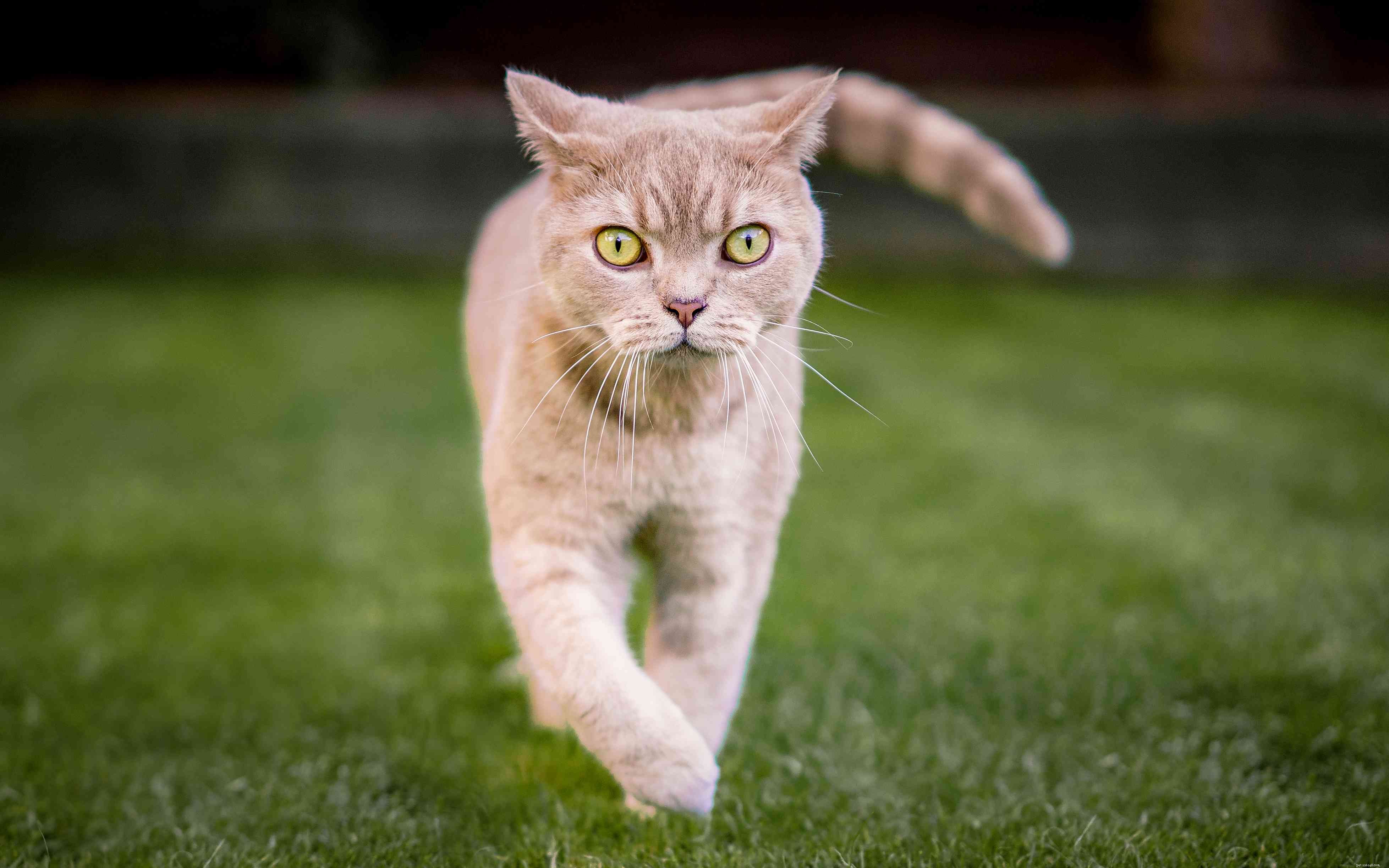 British Shorthair (British Blue):Profilo della razza felina