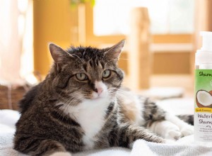 Is kokosolie veilig voor katten?