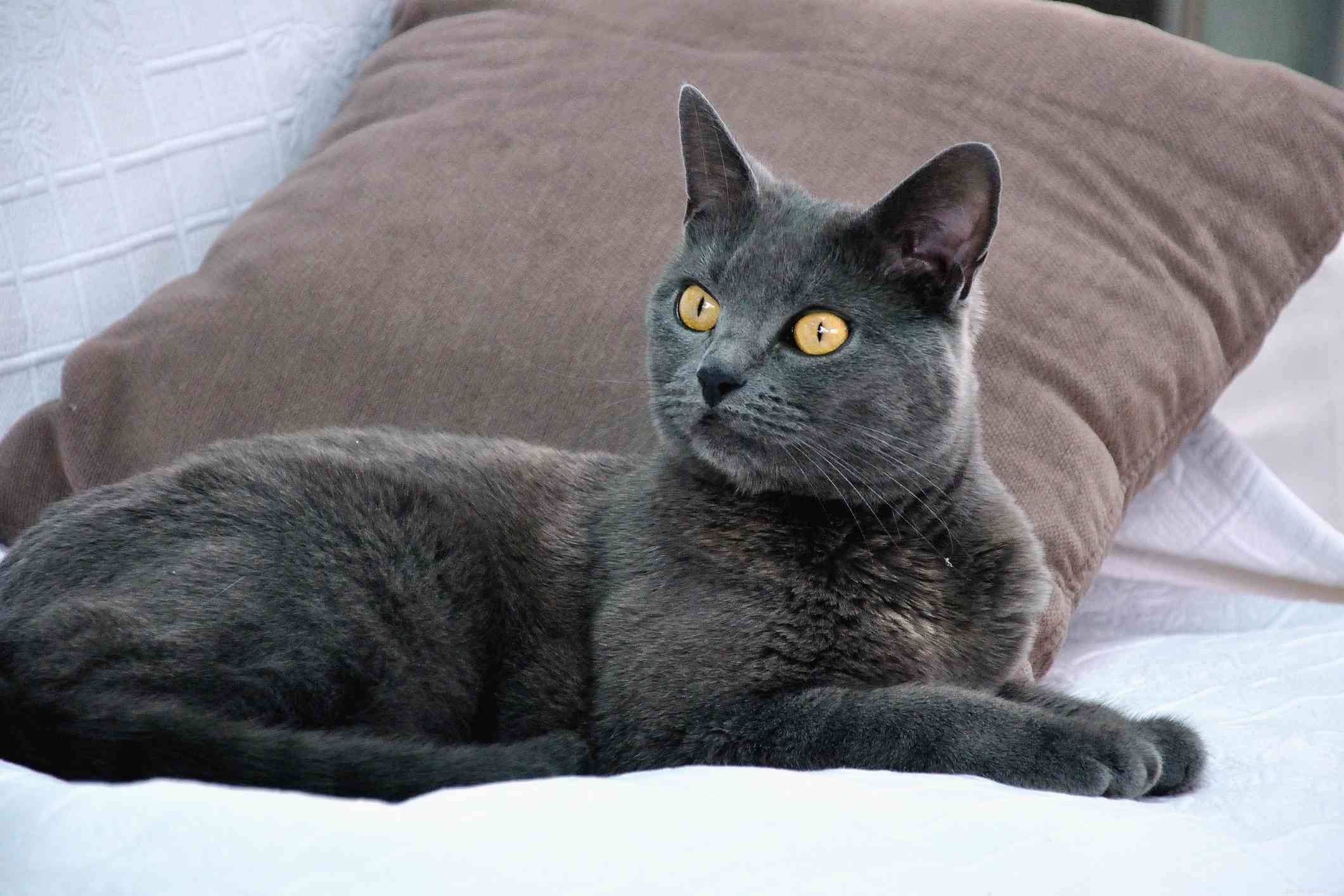 Chartreux:Profil kočičího plemene