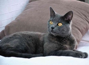 Chartreux:고양이 품종 프로필