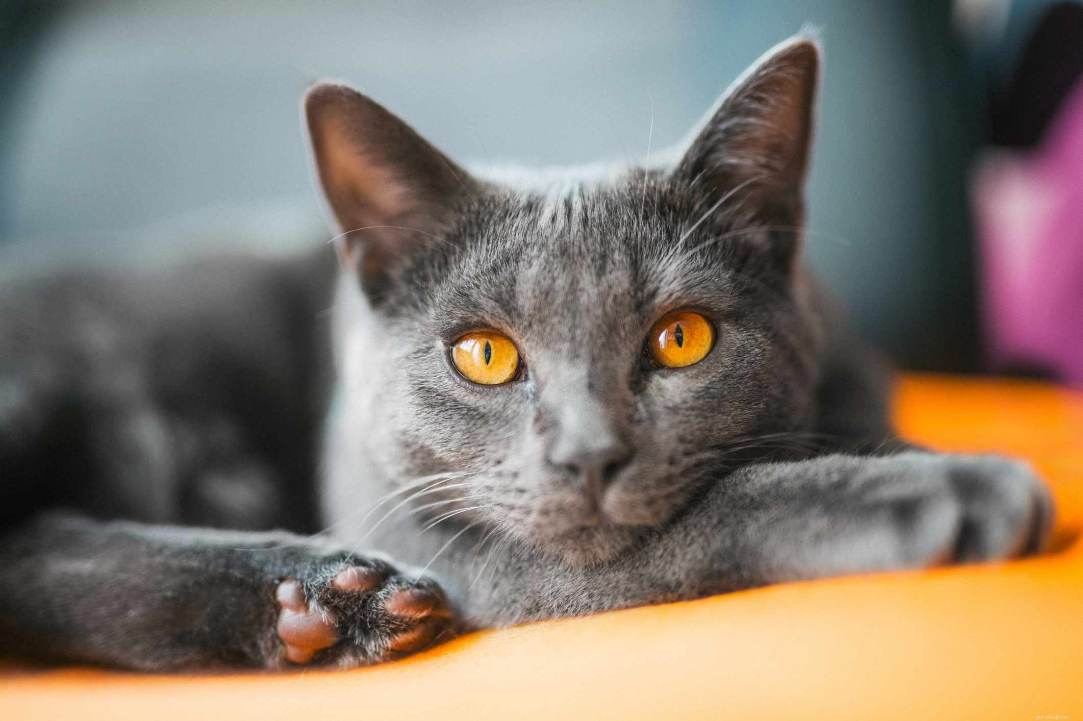 Chartreux:Profil kočičího plemene