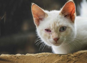 Conjunctivitis bij katten