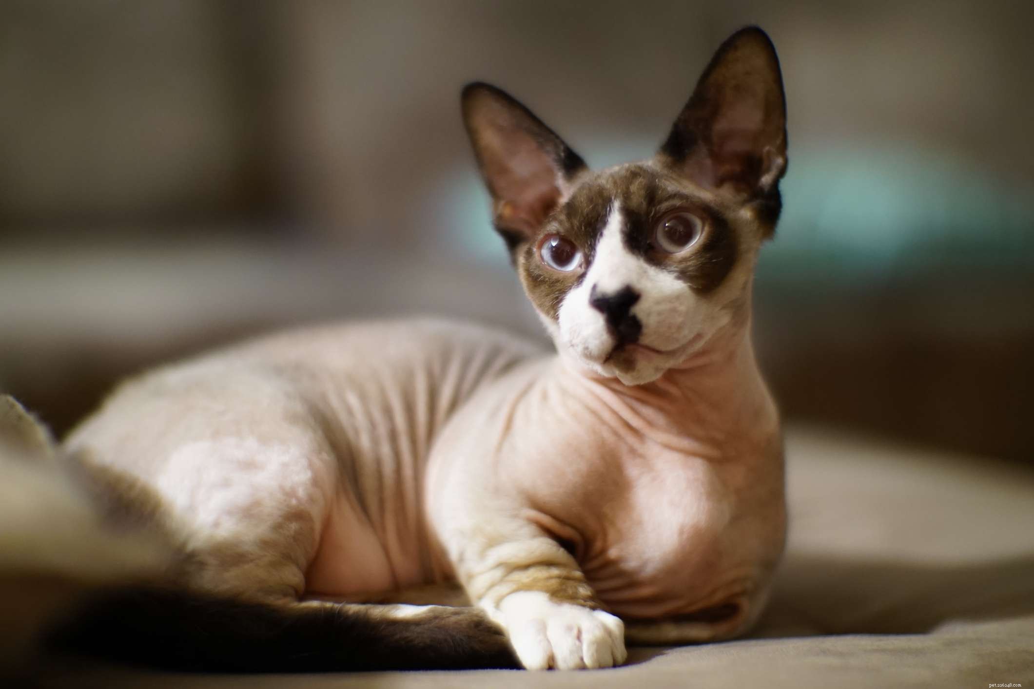 Бамбино:профиль породы кошек