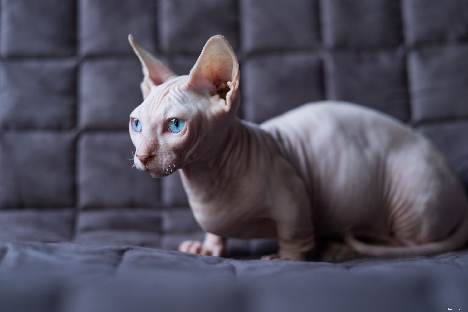 Бамбино:профиль породы кошек