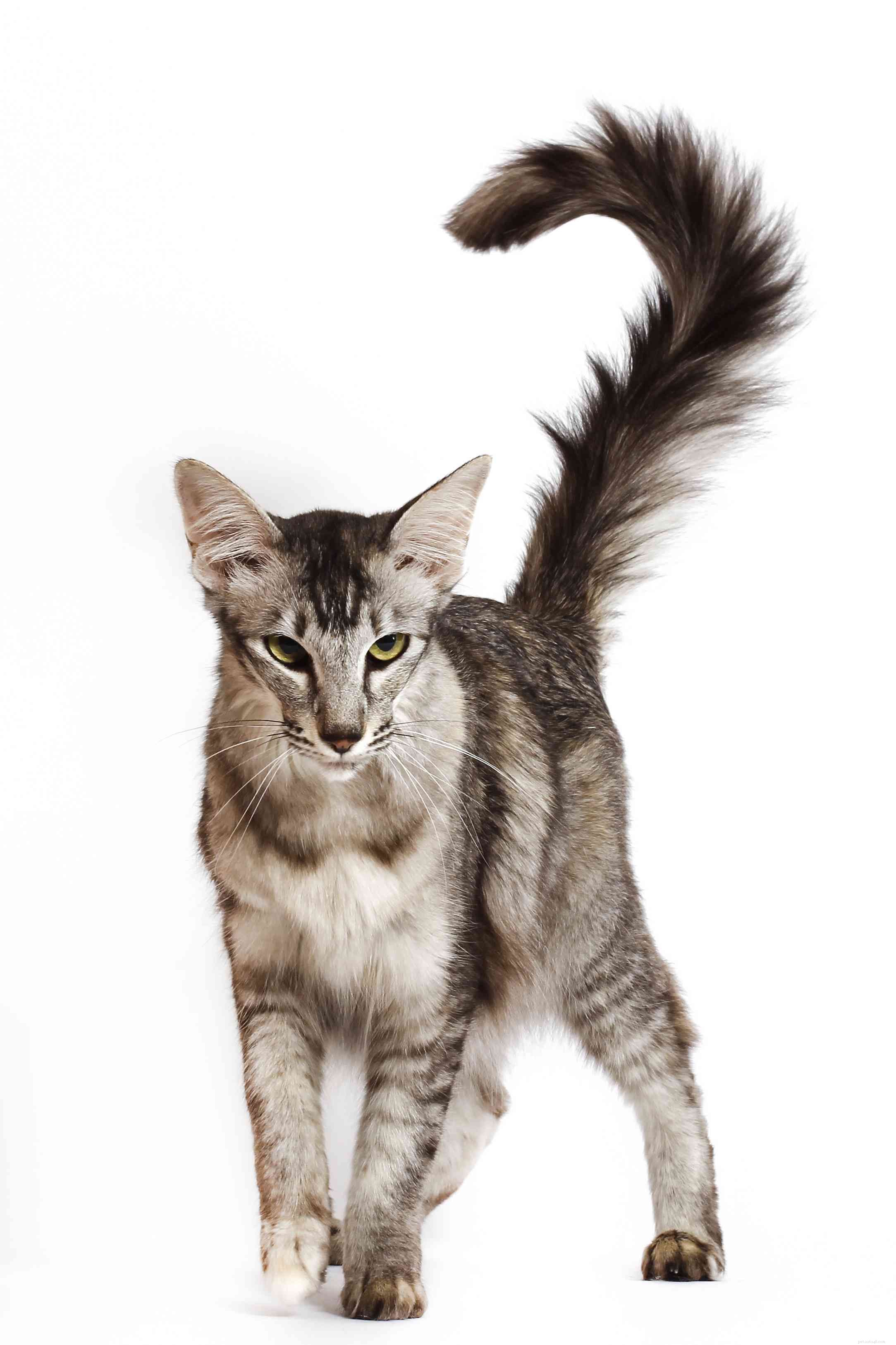 Pêlo longo oriental:Perfil da raça do gato