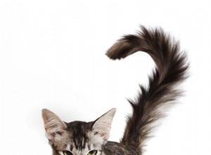 Oriental Longhair:Cat Breed Profile