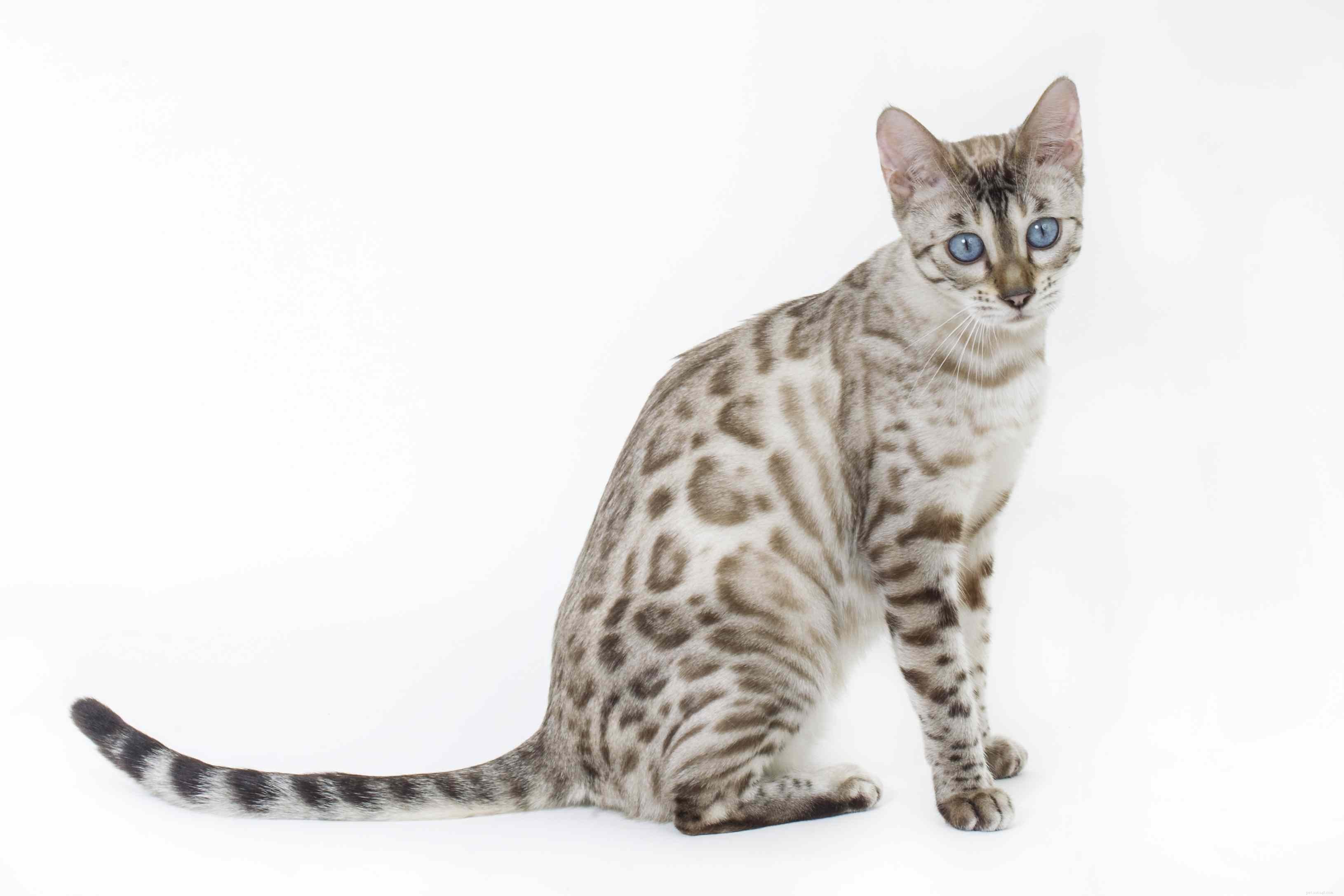 암컷 고양이를 위한 가장 독특한 이름 15가지