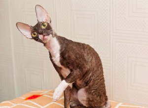 Cornish Rex:고양이 품종 프로필