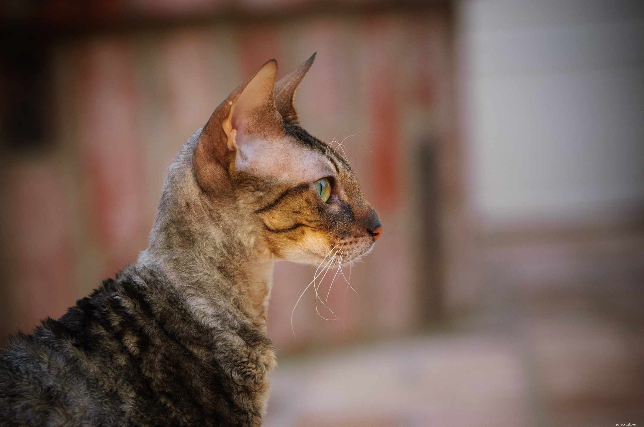 Корниш-рекс:профиль породы кошек