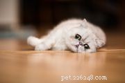 Бурмилла:профиль породы кошек