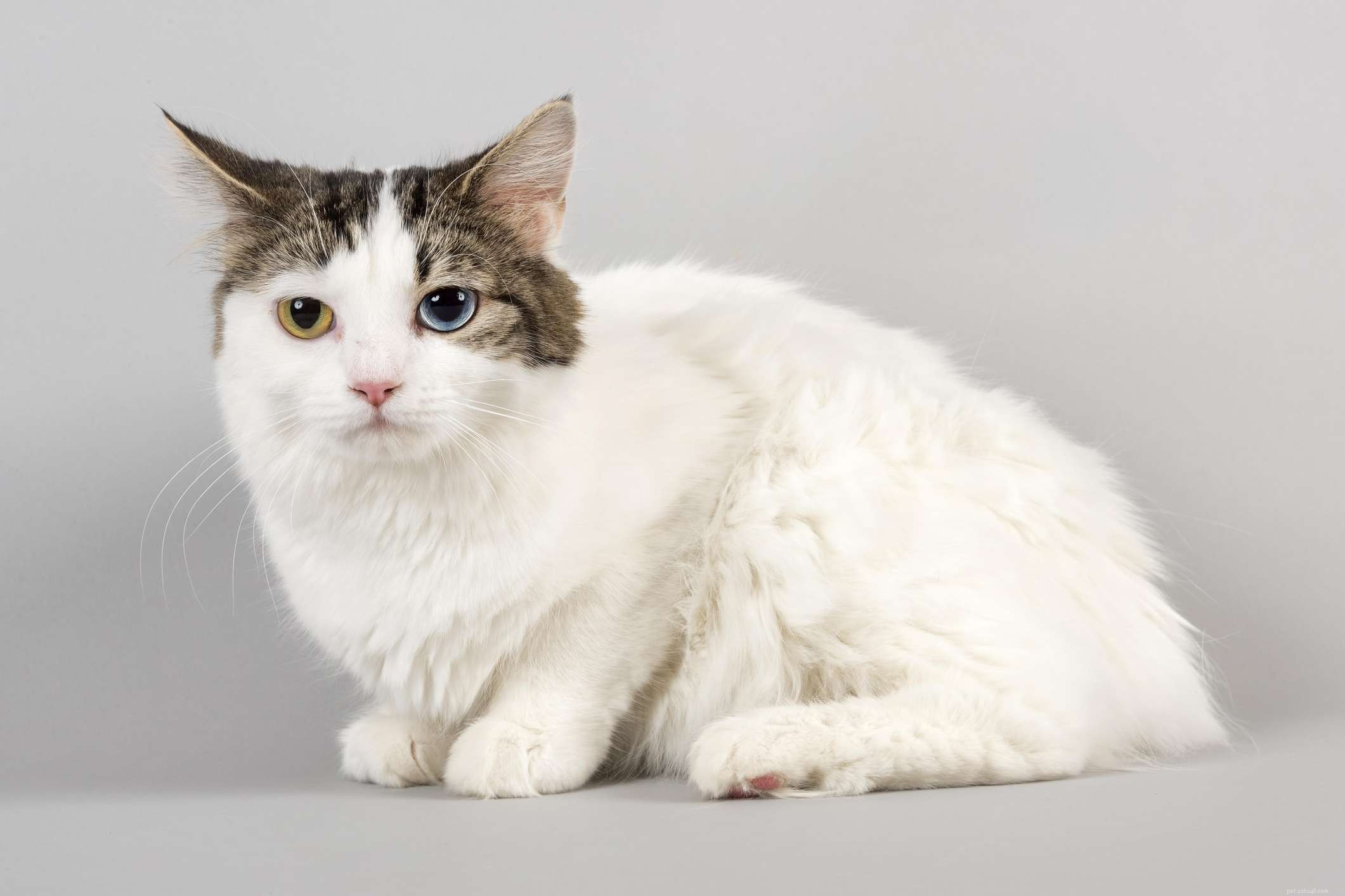 Cymric Cat:Cat Breed Profile