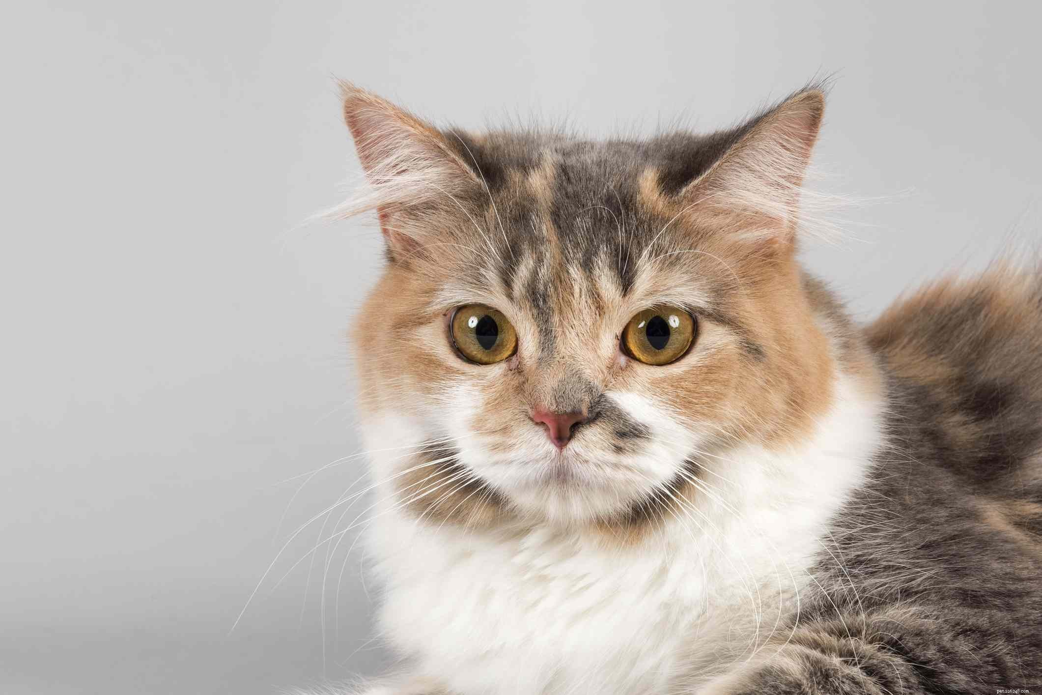 Cymric Cat:profilo razza felina