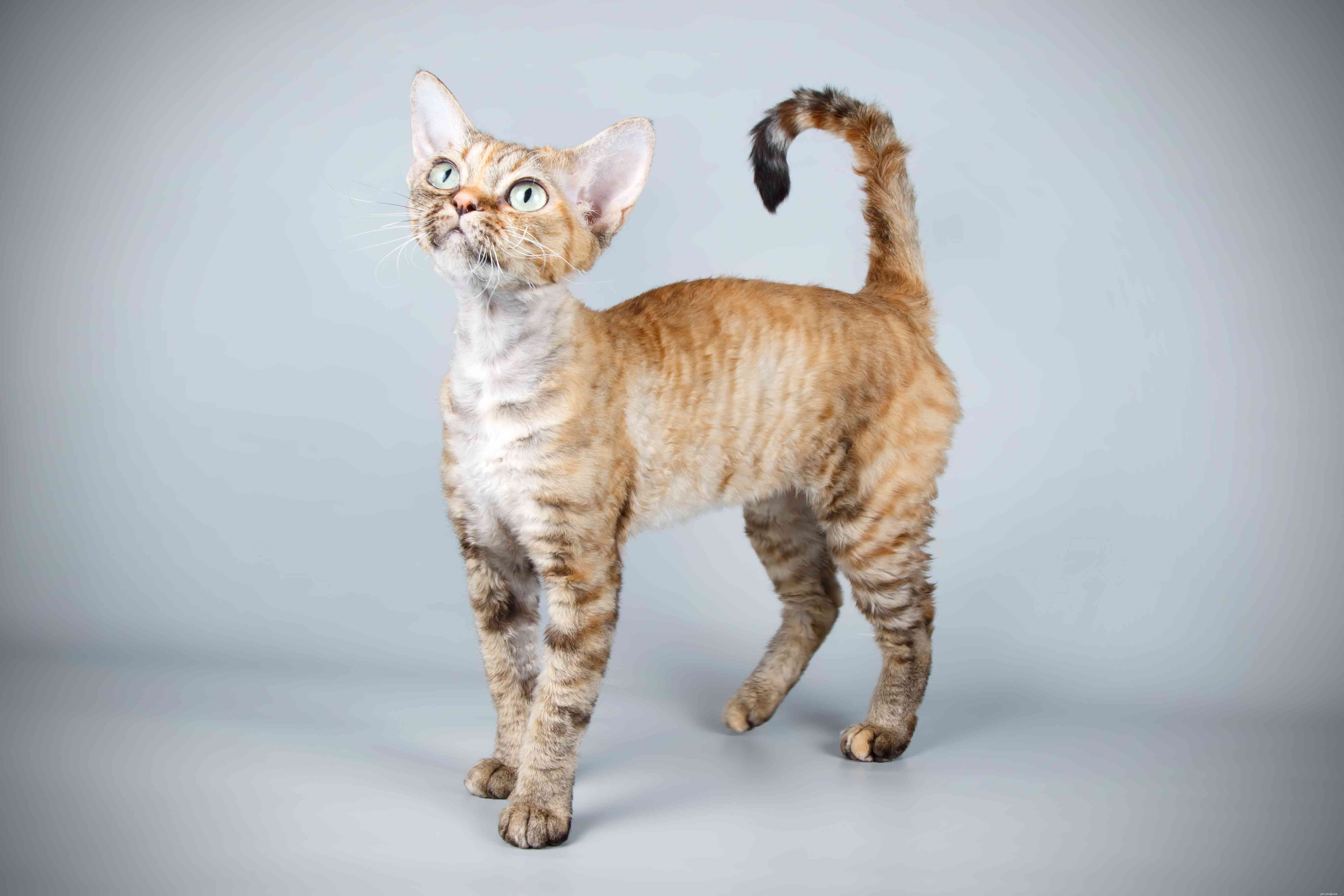 Devon Rex:Profil kočičího plemene