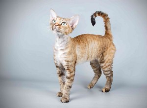 Devon Rex:kattenrasprofiel