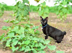 Japanse bobtail:kattenrasprofiel