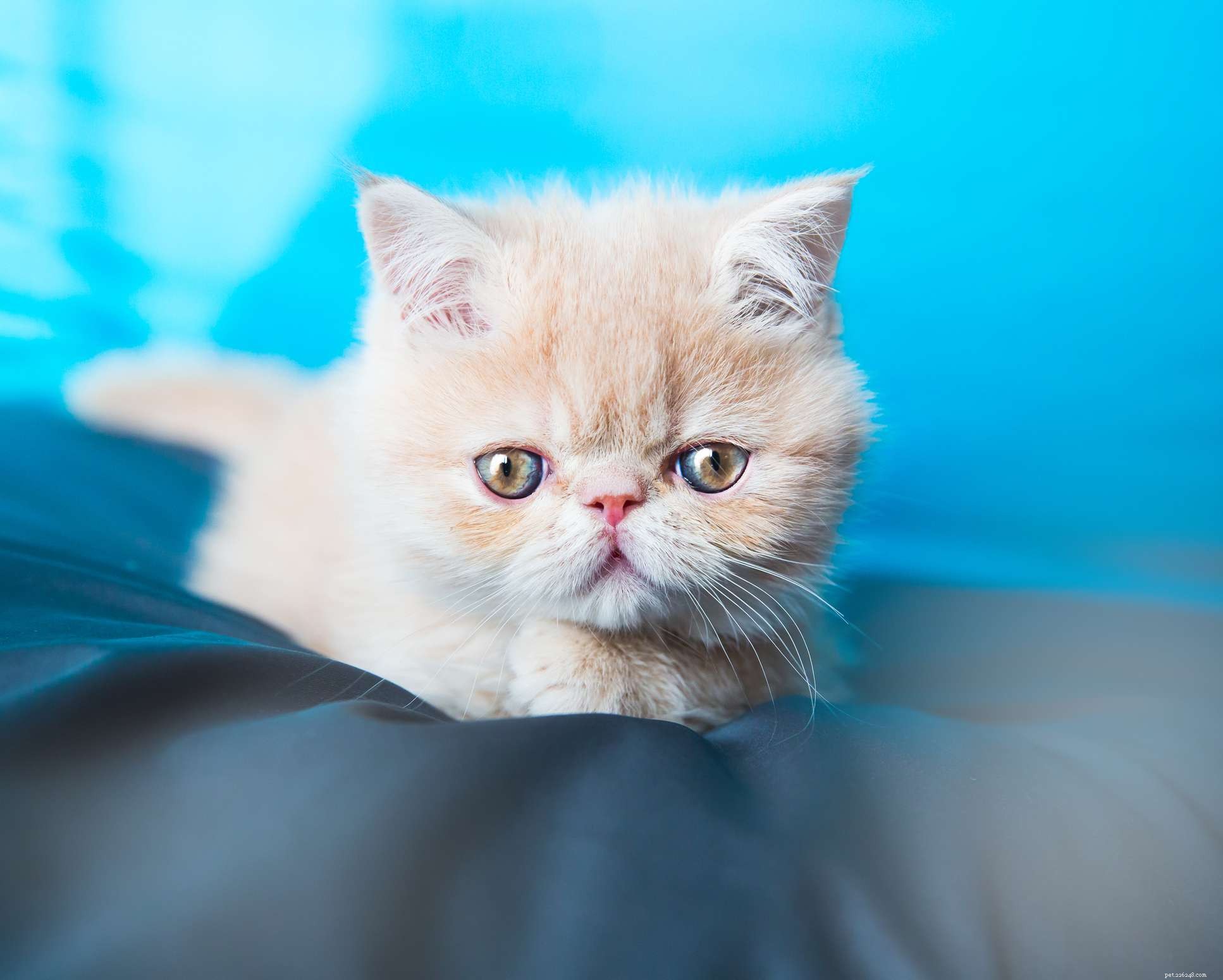 Exotic Shorthair:Cat Breed Profile