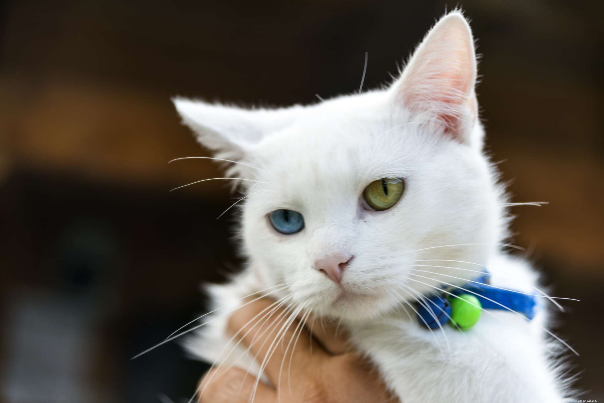 Japonský bobtail:Profil kočičího plemene