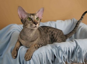 오리엔탈 숏헤어 고양이:품종 특성 및 관리