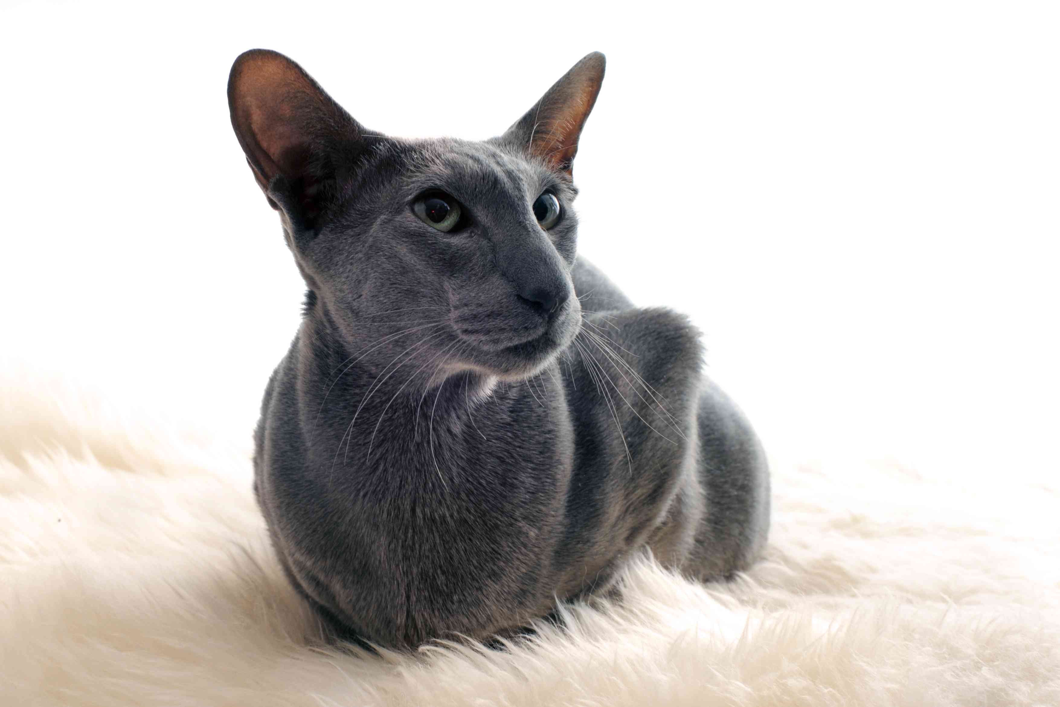 Orientalisk korthårig katt:Rasegenskaper och skötsel